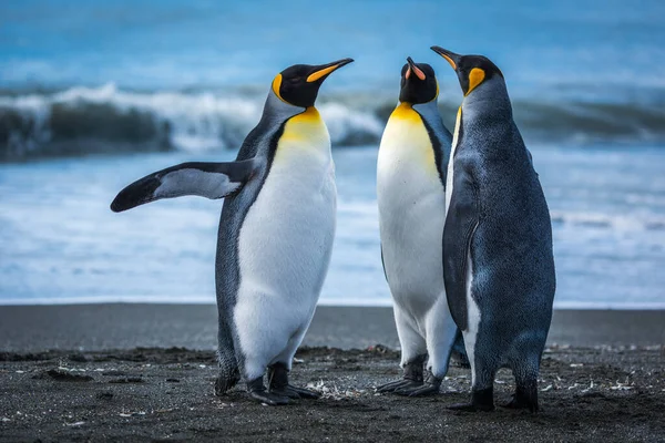 Tres Pingüinos Playa Con Surf Detrás —  Fotos de Stock