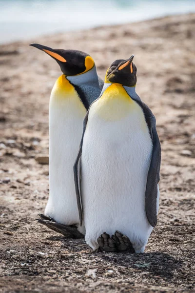 Dos Pingüinos Rey Lado Lado Playa Guijarros —  Fotos de Stock