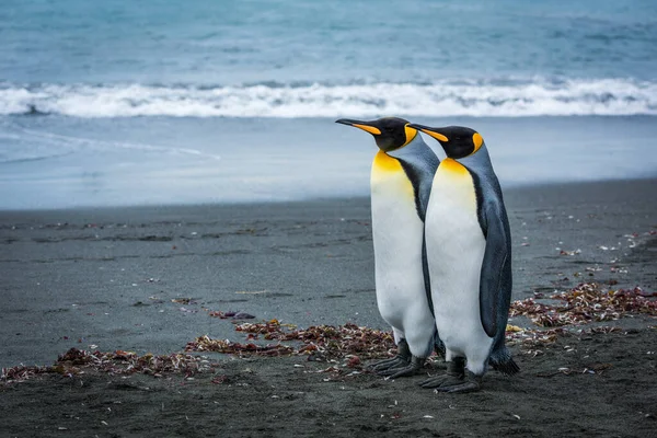 Deux Pingouins Royaux Debout Côte Côte Sur Plage — Photo