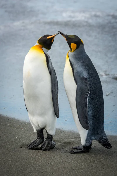 Deux Pingouins Royaux Touchant Des Factures Sur Plage — Photo