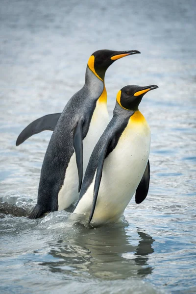 Dos Pingüinos Rey Vadeando Través Aguas Poco Profundas —  Fotos de Stock