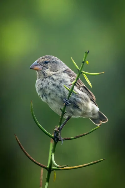 Vegetarian Finch Branch Green Background — Stock Photo, Image