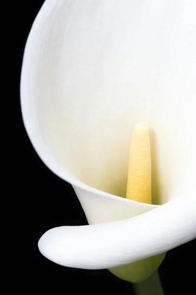 White Arum Lily Close Front — Stock Photo, Image