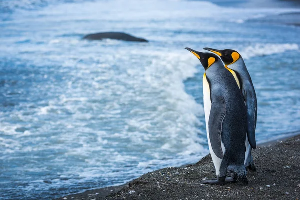 Due Pinguini Alla Linea Galleggiamento Con Guarnizione Immagine Stock