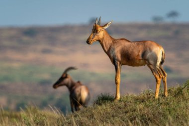 Genç Topi bir diğerinin tepesinde duruyor.
