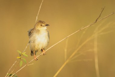 Kuru dalında fener bulunan zonklayan cisticola