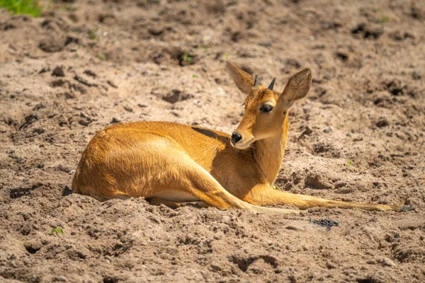 Jonge Reedbuck Ligt Zandbank — Stockfoto