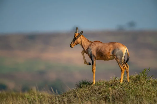 Mladý Topi Stojí Zvedající Noze — Stock fotografie