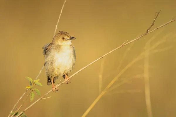 Siedząca Cisticola Reflektorem Suchej Gałęzi — Zdjęcie stockowe