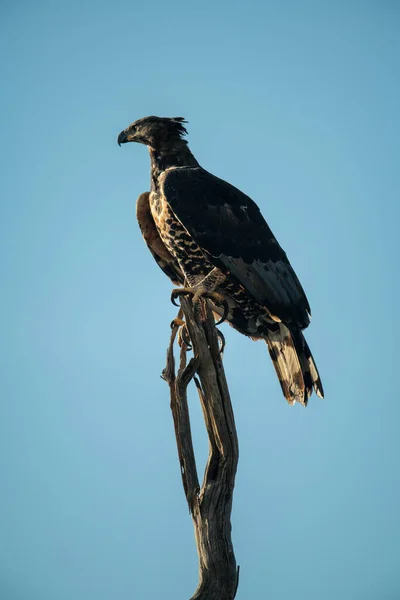 Aquila Coronata Africana Cima Tronco Albero Morto — Foto Stock