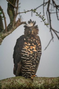 Afrika tacı giymiş bir kartal, kameraya bakıyor.