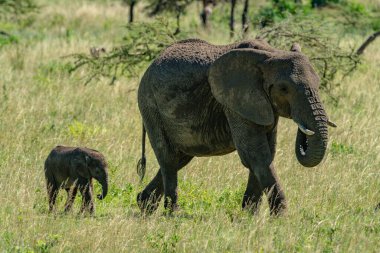 Afrika fili ve yavrusu bozkırda yürüyor.