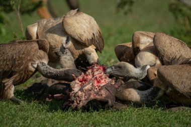 Afrikalı beyaz sırtlı akbabalar kanlı at arabalarıyla beslenir.