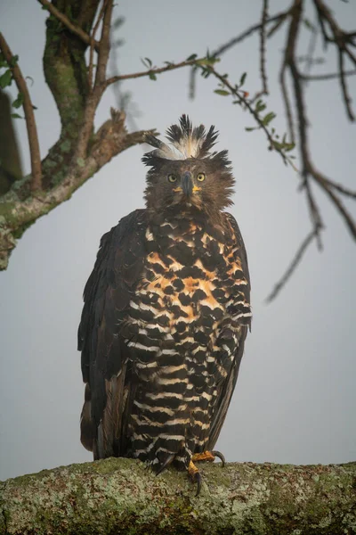 African Crowned Eagle Branch Eyeing Camera — Stock Photo, Image