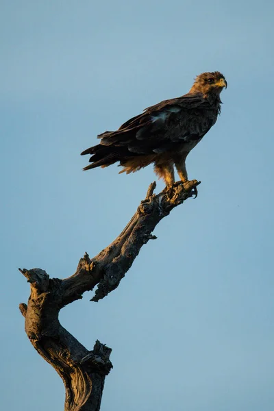 Африканский Коронованный Орёл Пне Мёртвого Дерева — стоковое фото
