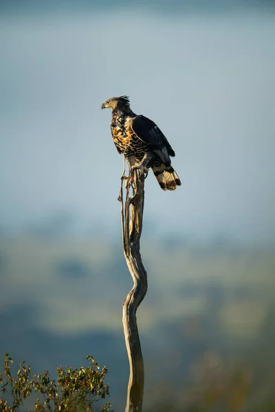 Αφρικανικός Στεφανωμένος Αετός Μακρύ Λεπτό Κούτσουρο — Φωτογραφία Αρχείου