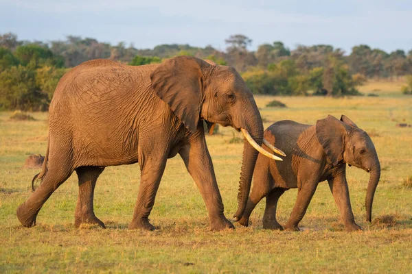 Αφρικανός Ελέφαντας Και Μοσχάρι Διασχίζουν Σαβάνα — Φωτογραφία Αρχείου