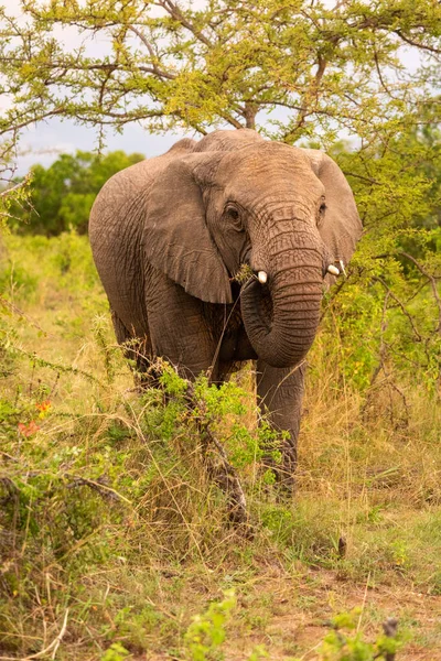 アフリカゾウは木の下でとげのある枝を食べる — ストック写真
