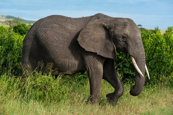 African elephant lifts foot walking past bushes