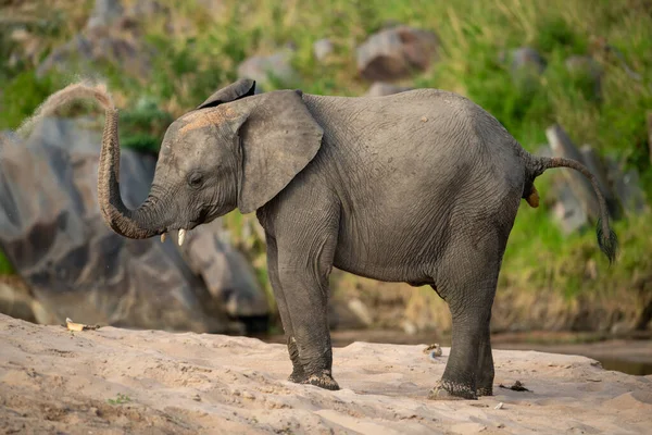 Elefante Africano Goza Banho Areia Por Rio — Fotografia de Stock