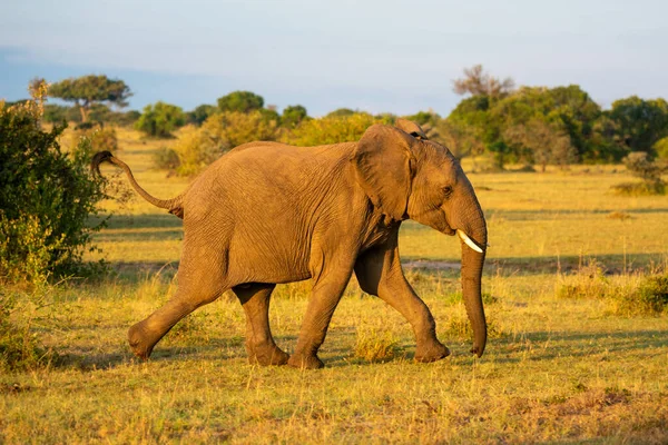非洲象在草原上穿过灌木丛 — 图库照片