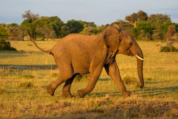African elephant runs past trees in grassland