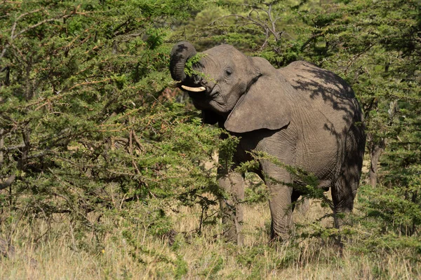 Αφρικανικός Ελέφαντας Στέκεται Ανύψωση Κορμό Θάμνους — Φωτογραφία Αρχείου