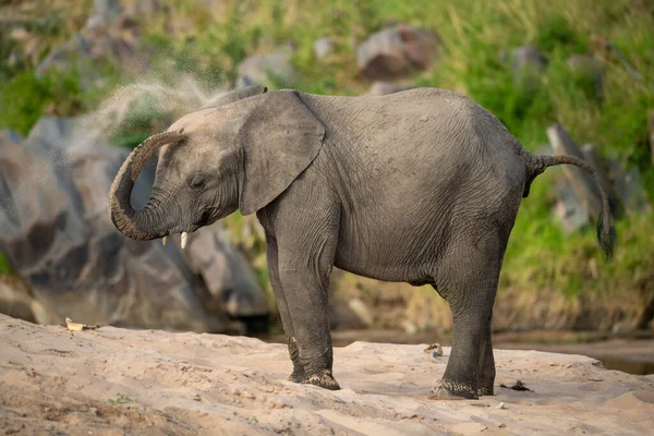 Elefante Africano Toma Banho Areia Margem Rio — Fotografia de Stock