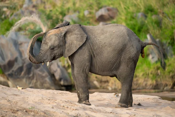 Elefante Africano Tomando Banho Areia Margem Rio — Fotografia de Stock