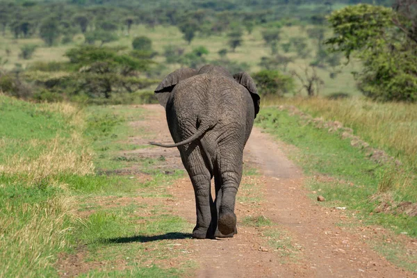 Африканский Слон Уходит Камеры Размахивая Хвостом — стоковое фото