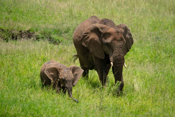 非洲象和小象杂交长草 — 图库照片