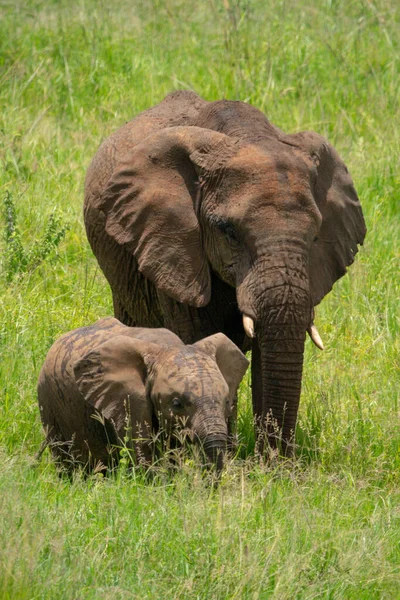 Słoń Afrykański Łydką Długiej Trawie — Zdjęcie stockowe