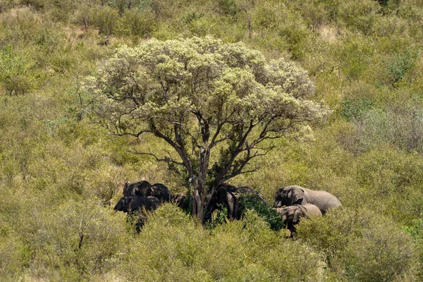 Los Elefantes Africanos Están Sombra Del Árbol — Foto de Stock