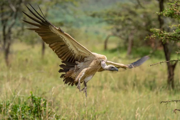 非洲白背秃鹫展翅着陆 — 图库照片