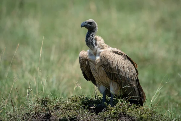 African White Backed Vulture Standing Grassy Mound — Stock Photo, Image