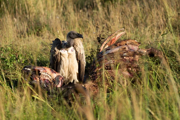 Buitre Africano Con Respaldo Blanco Encuentra Por Canal Animales — Foto de Stock