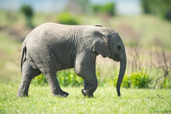Elefante Bambino Solleva Piede Mentre Attraversa Erba — Foto Stock