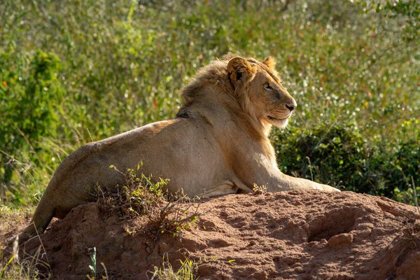 Hinterleuchtetes Löwenmännchen Liegt Auf Termitenhügel — Stockfoto