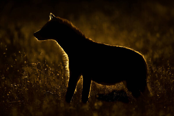 Backlit spotted hyena stands in tall grass