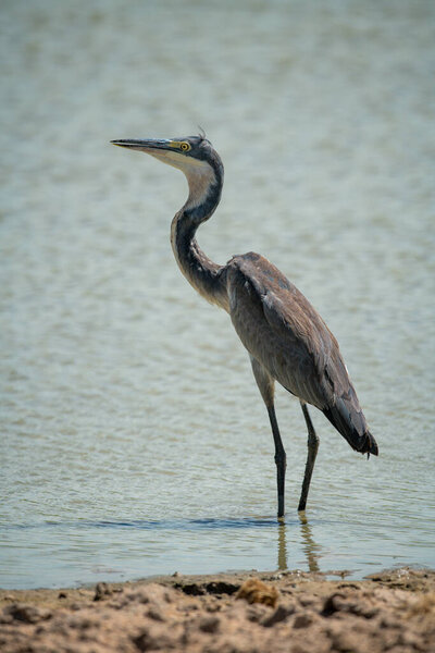 Black-headed heron stands in shallows in profile