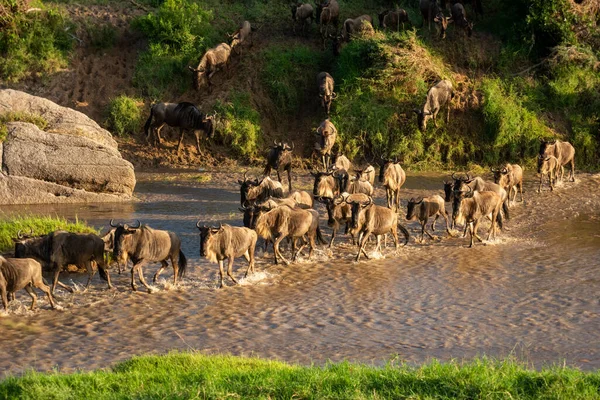 Blue Wildebeest Sunshine Cross Shallow Stream — Stock Photo, Image