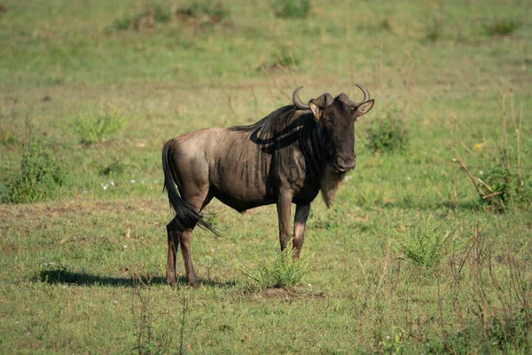 Gnous Bleu Jette Ombre Sur Savane — Photo