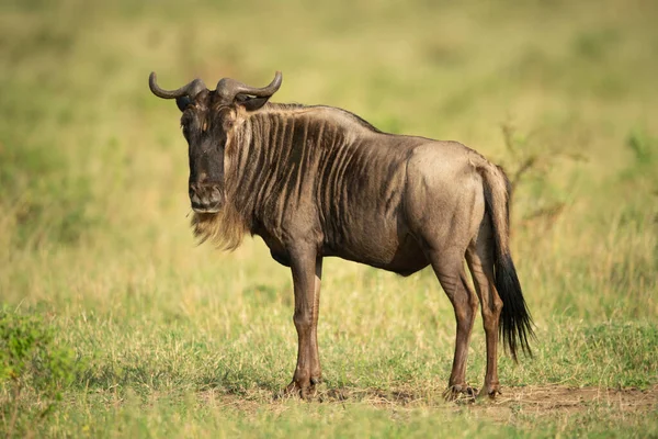 Blue Wildebeest Fica Olho Câmera Savana — Fotografia de Stock