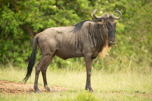 Blue Wildebeest Erge Erba Vicino Agli Alberi — Foto Stock