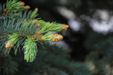 Parktaki sonbahar ağaçları ve renkli yapraklı patika. Parkta sonbahar ağaçları ve renkli sonbahar yapraklarıyla yol