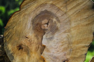 Kereste dilimi. Doğal bir arkaplan olarak