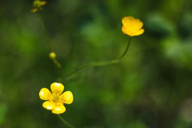 Vahşi bahçe çiçeği. Çimen, beyaz