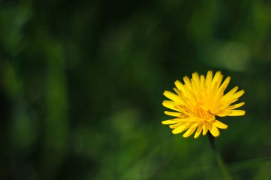 Vahşi bahçe çiçeği. Çimen, beyaz