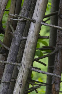 Geçmişi bulanık ormandaki meşe ağacı.