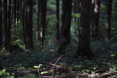 Doğal yeşil çam ormanı